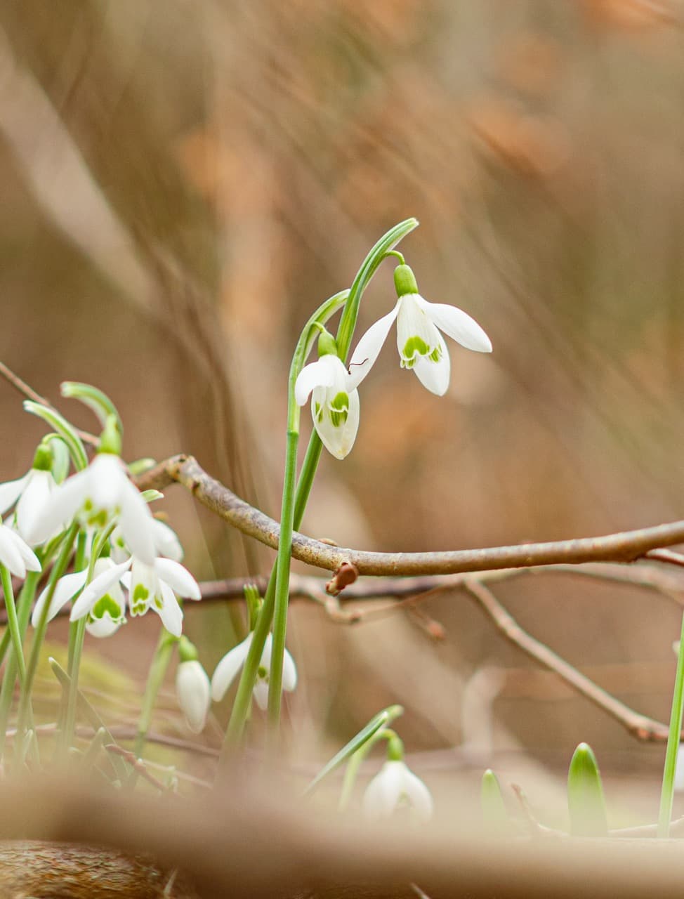 /data/fotografie/natur/DSC01554-2 Large.jpeg