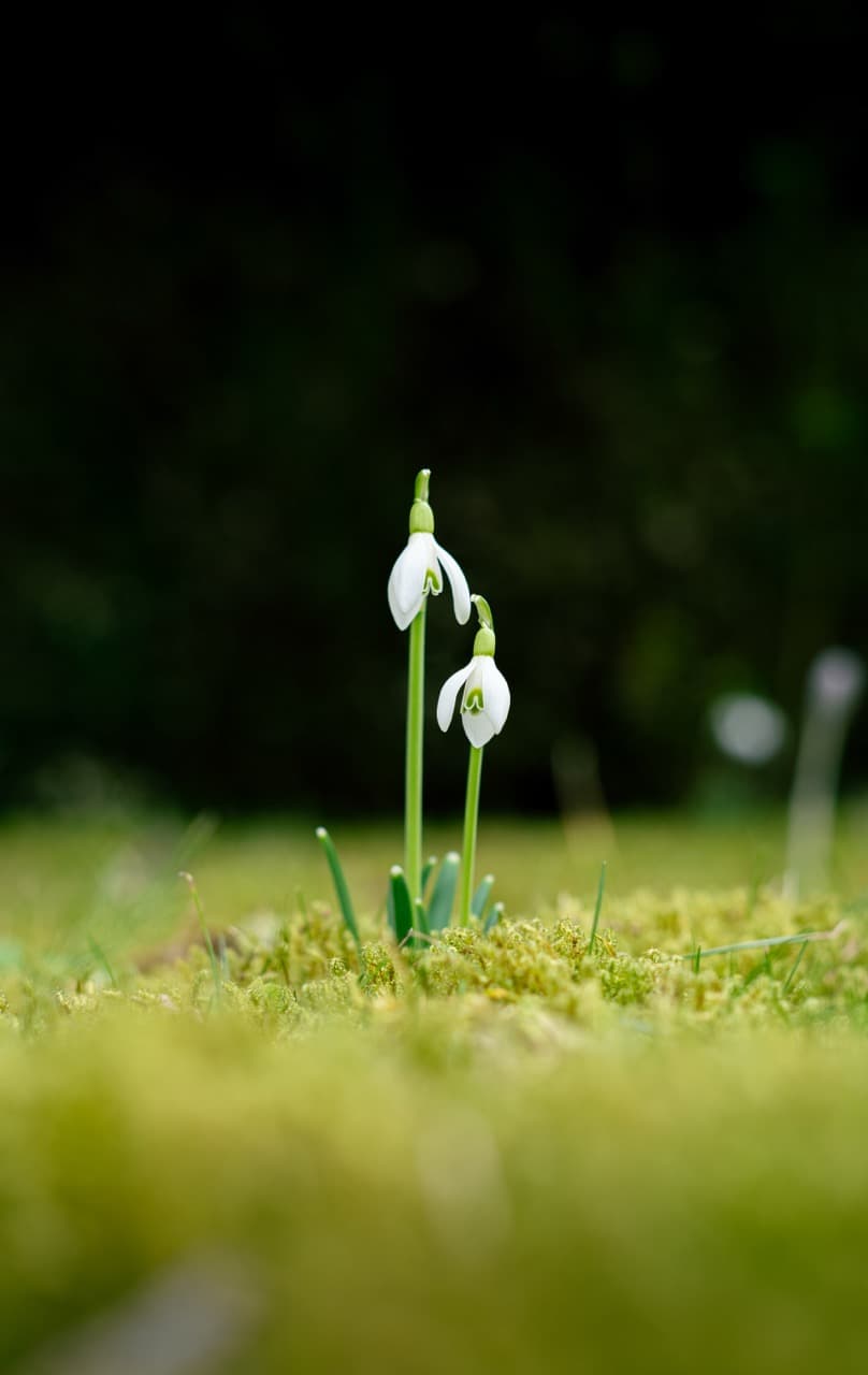 /data/fotografie/natur/DSC01716 Large.jpeg