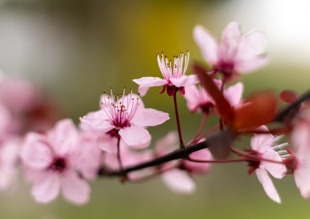 /data/fotografie/natur/DSC02267-2 Large.jpeg