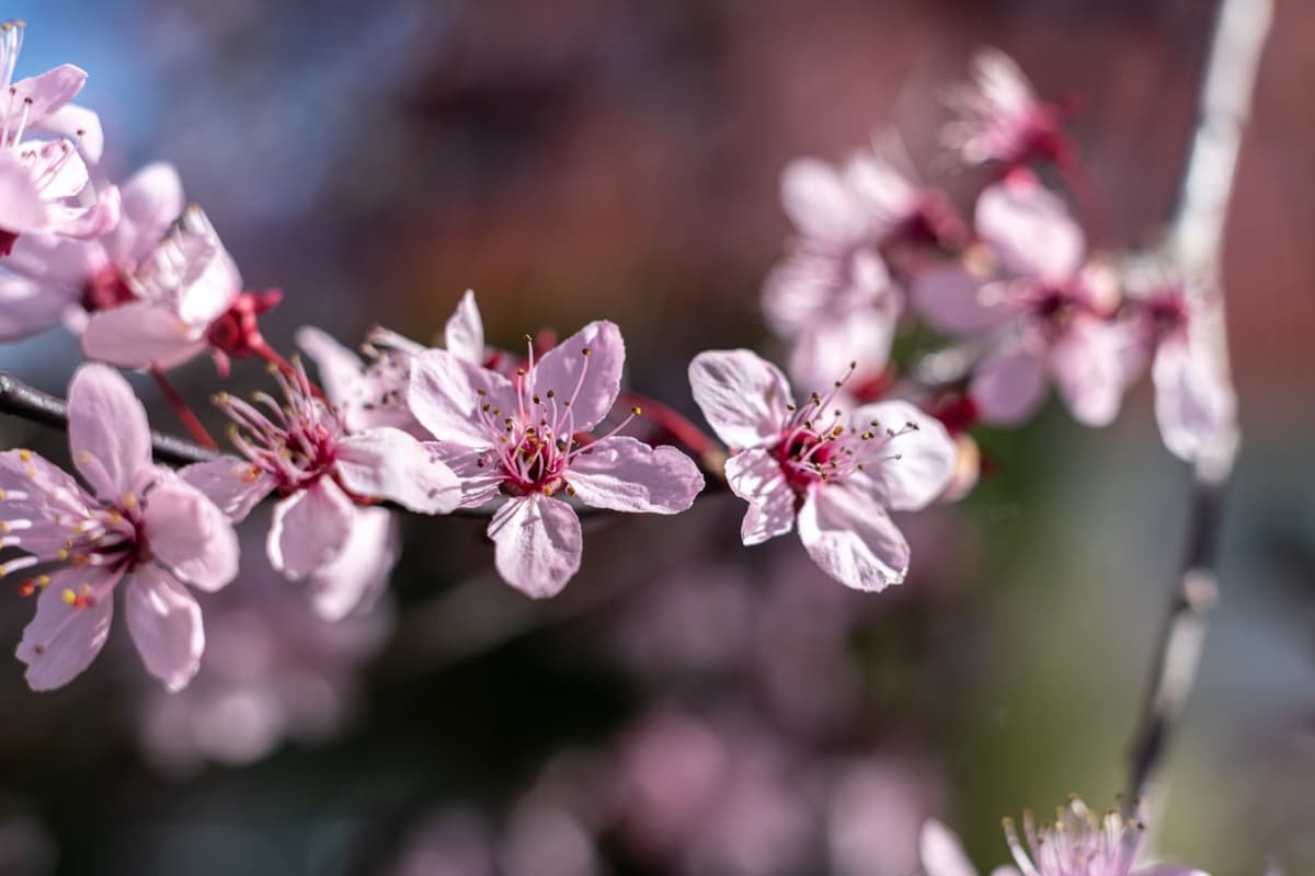 /data/fotografie/natur/DSC02351 Large.jpeg