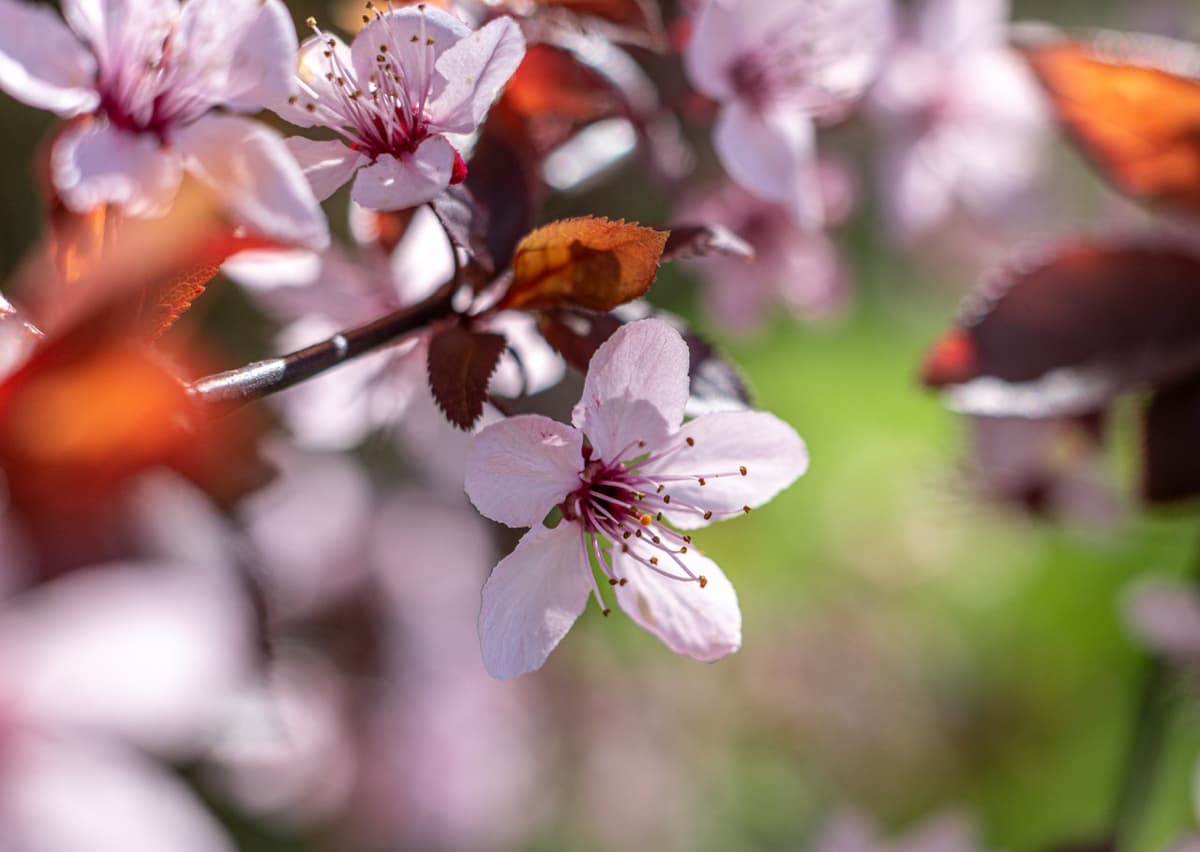 /data/fotografie/natur/DSC02360 Large.jpeg