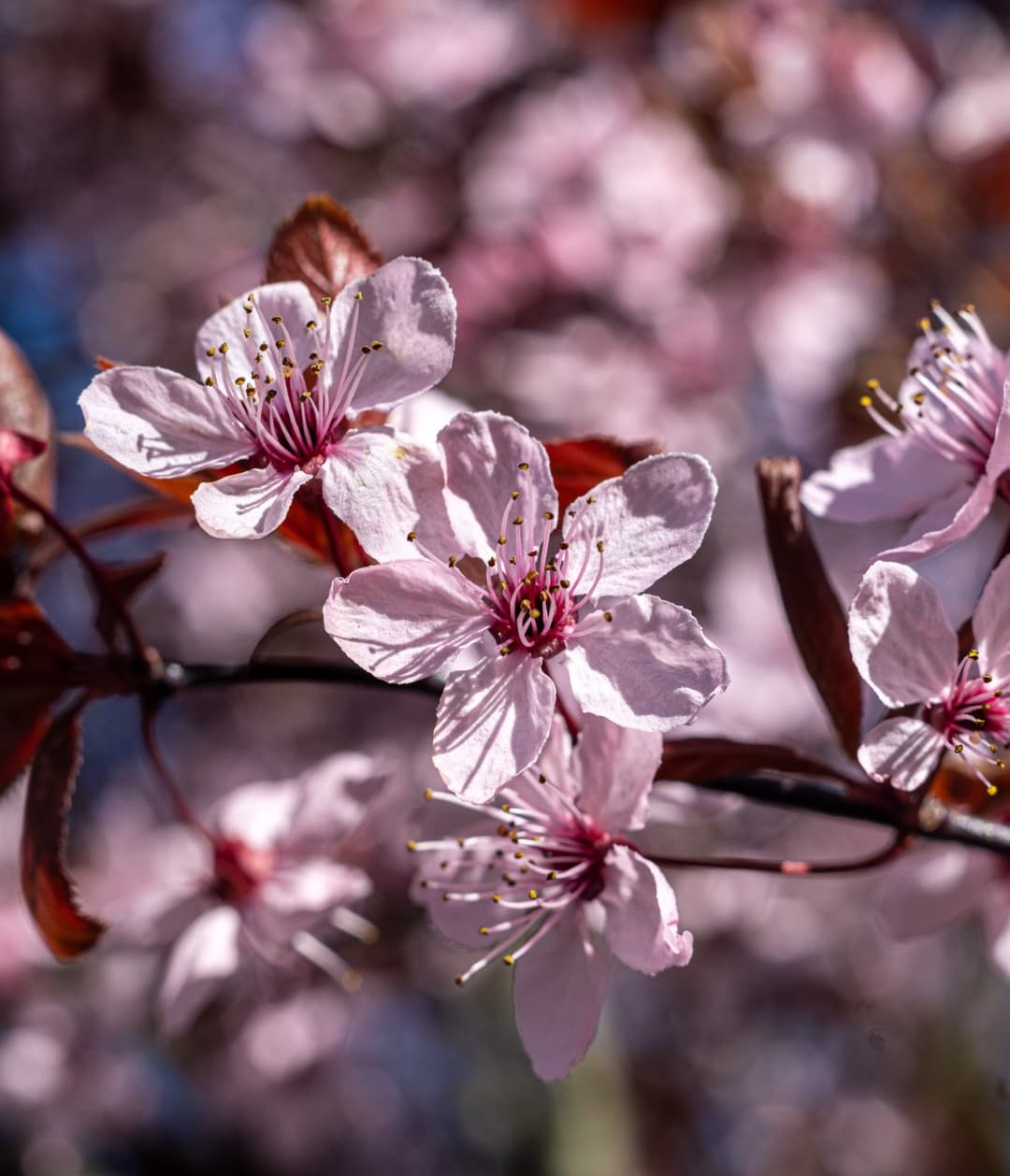 /data/fotografie/natur/DSC02415 Large.jpeg