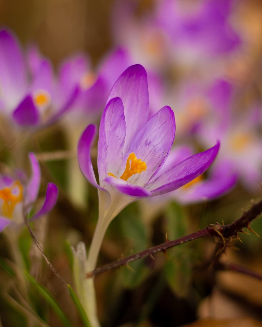 /data/fotografie/natur/IMG_2019 Large.jpeg