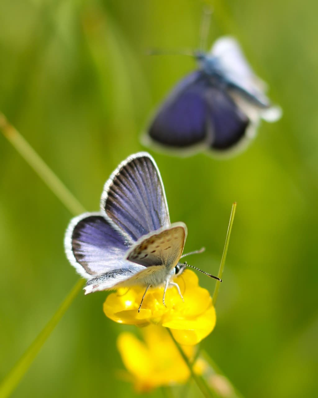 /data/fotografie/natur/IMG_9068_a2 Large.jpeg